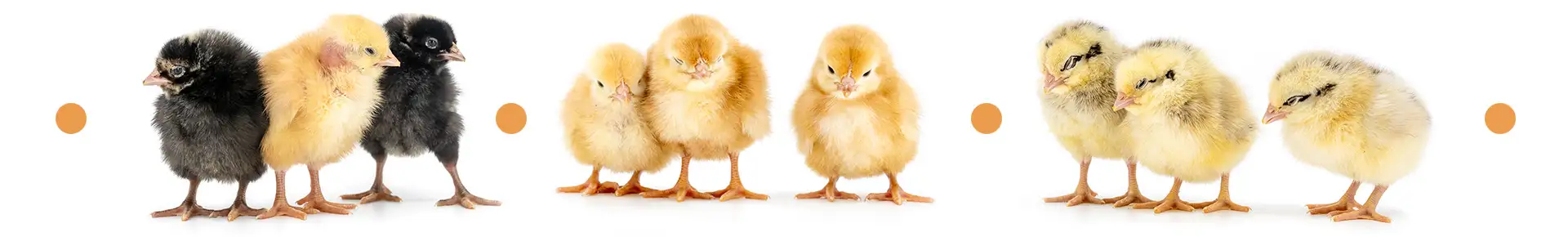 Shaver-farm.ro - Naposcsibék | Pui de o zi | Day-old chicks